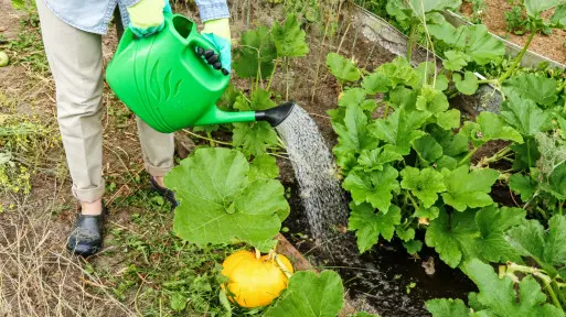 Podlewanie dyni – jak często i ile wody potrzebują? Kiedy ograniczyć nawadnianie?