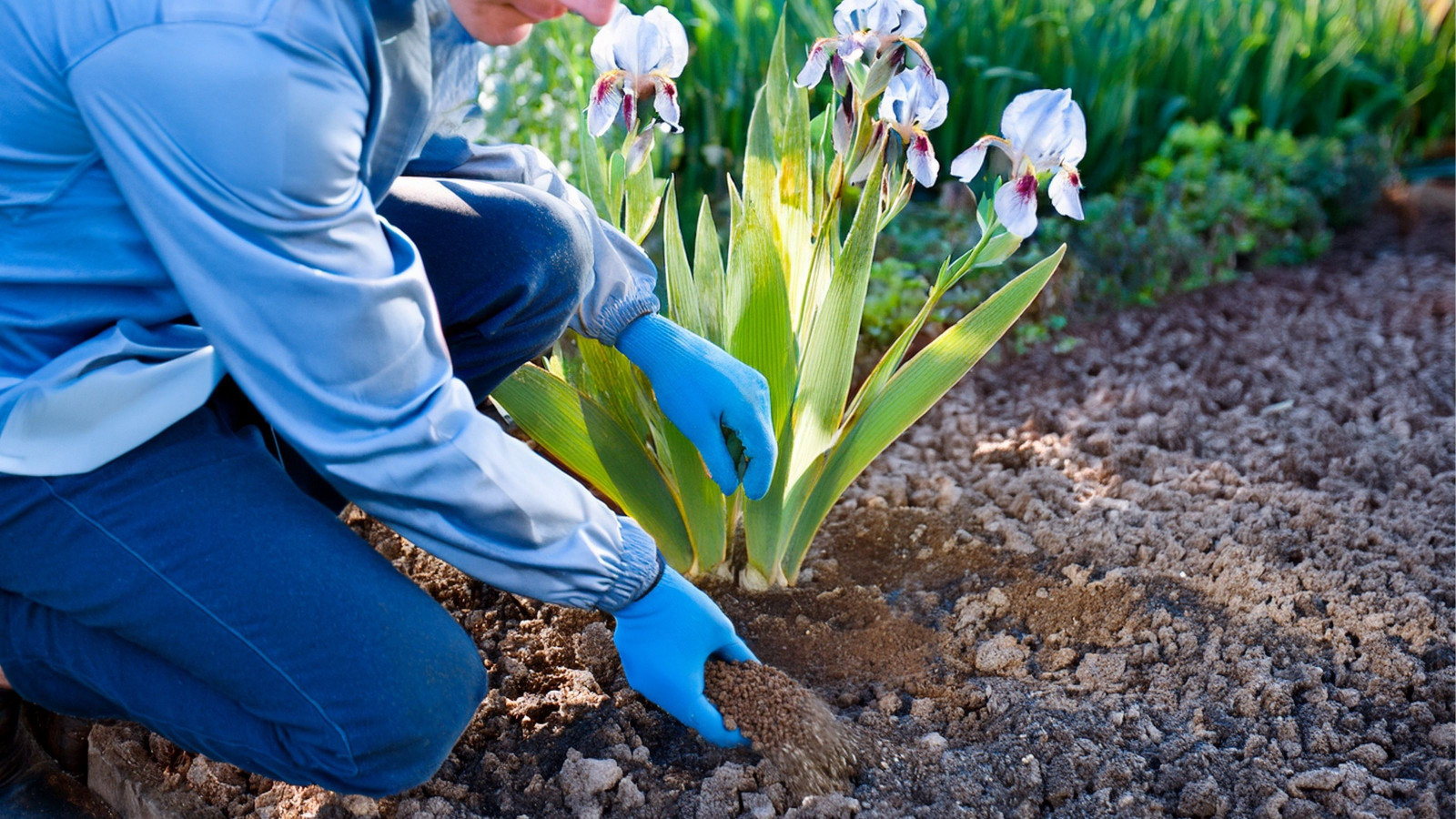 Nawożenie irysów – kiedy, jak i czym odżywiać irysy, by pięknie kwitły?