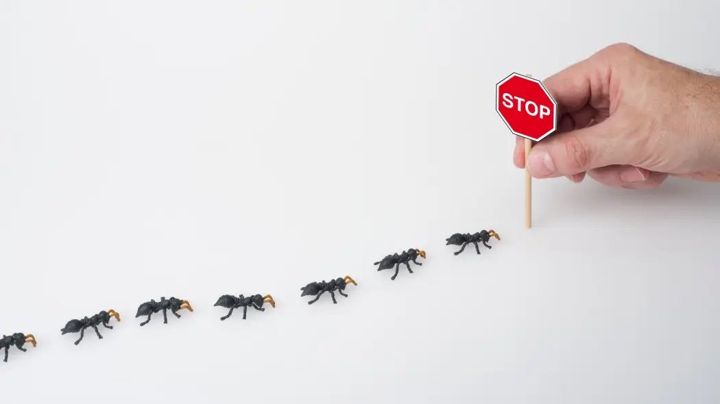 Mrówki znów maszerują To nie cukier jest problemem