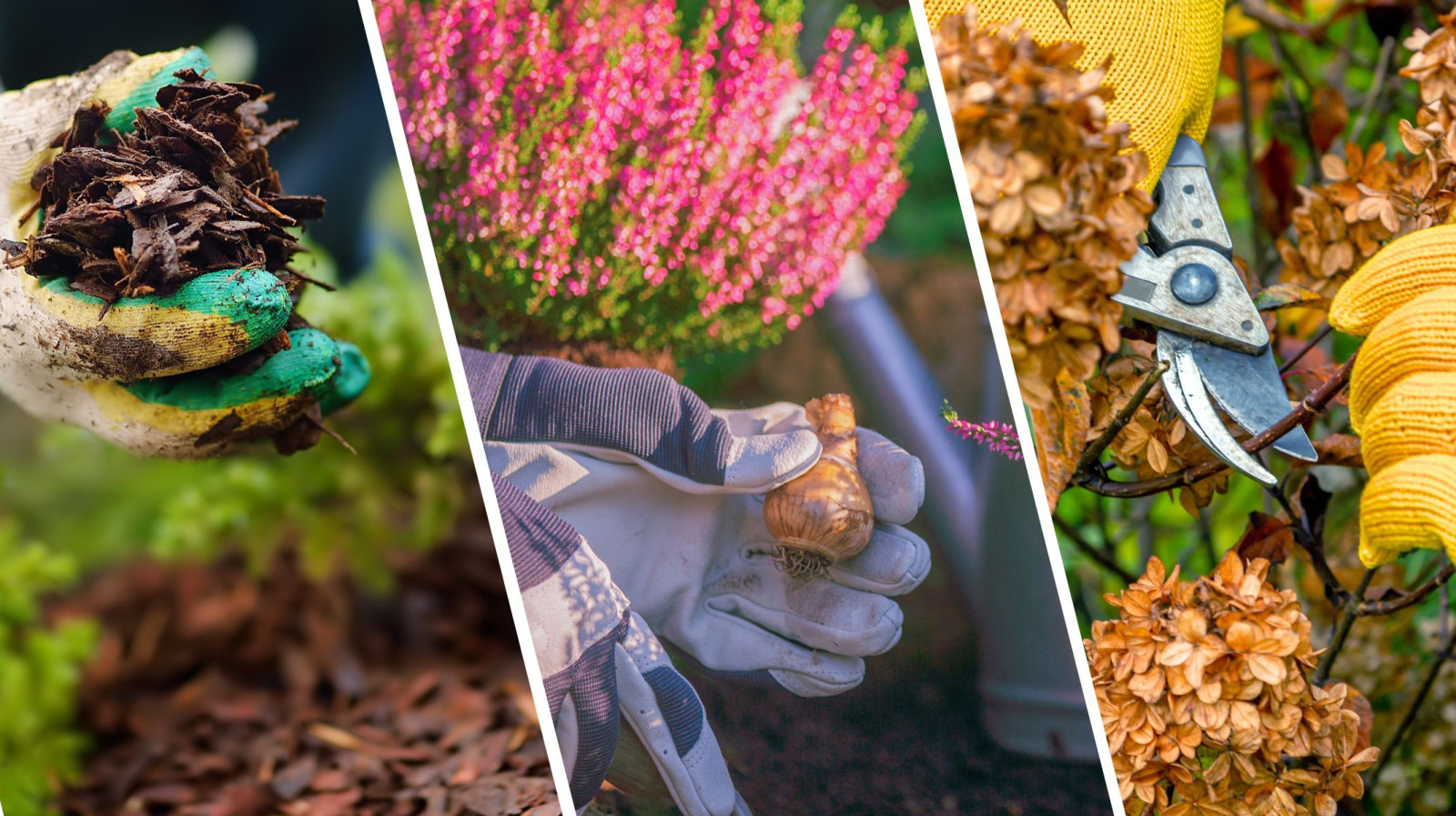 Обрезка сирени осенью