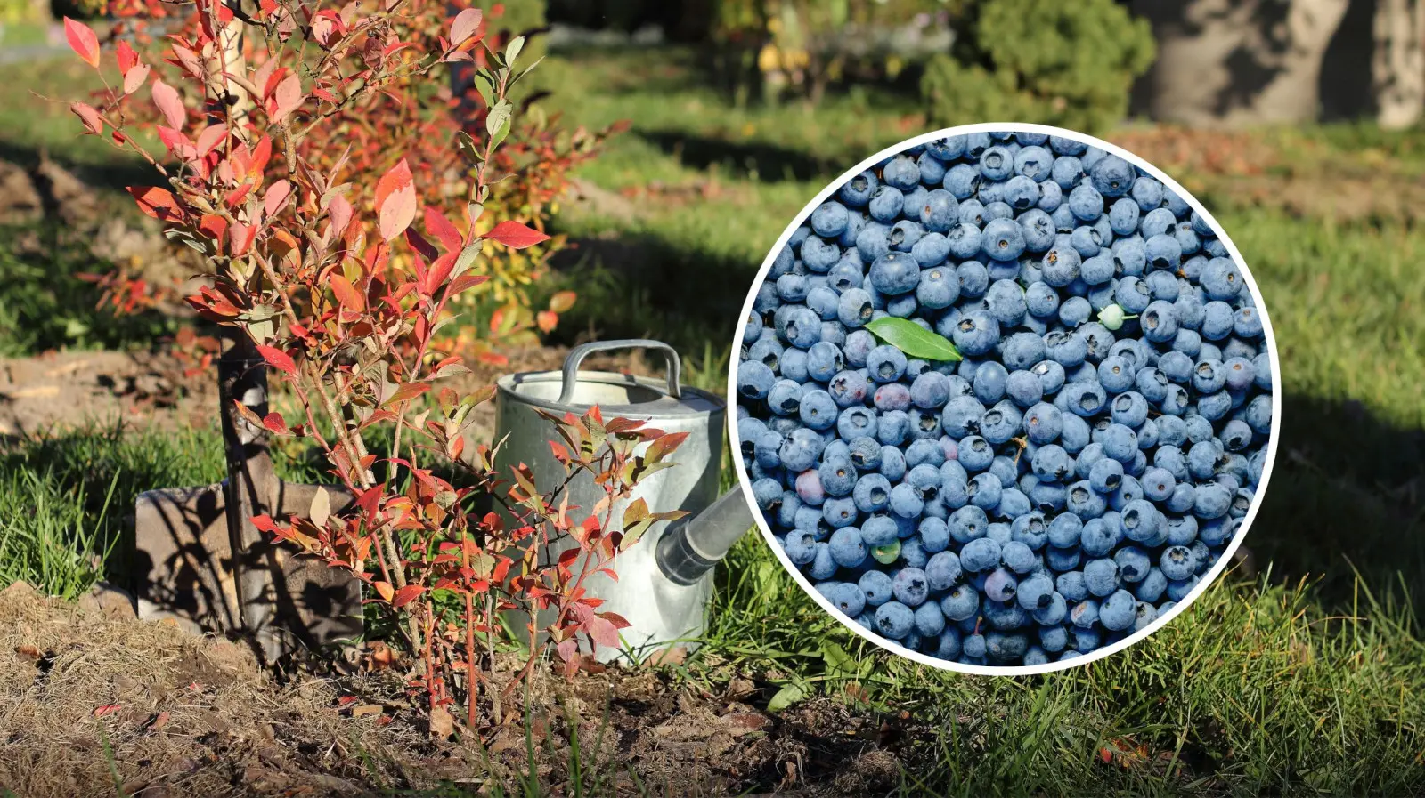 Masz borówkę amerykańską? Zrób to jesienią, by w przyszłym sezonie zebrać rekordowe plony