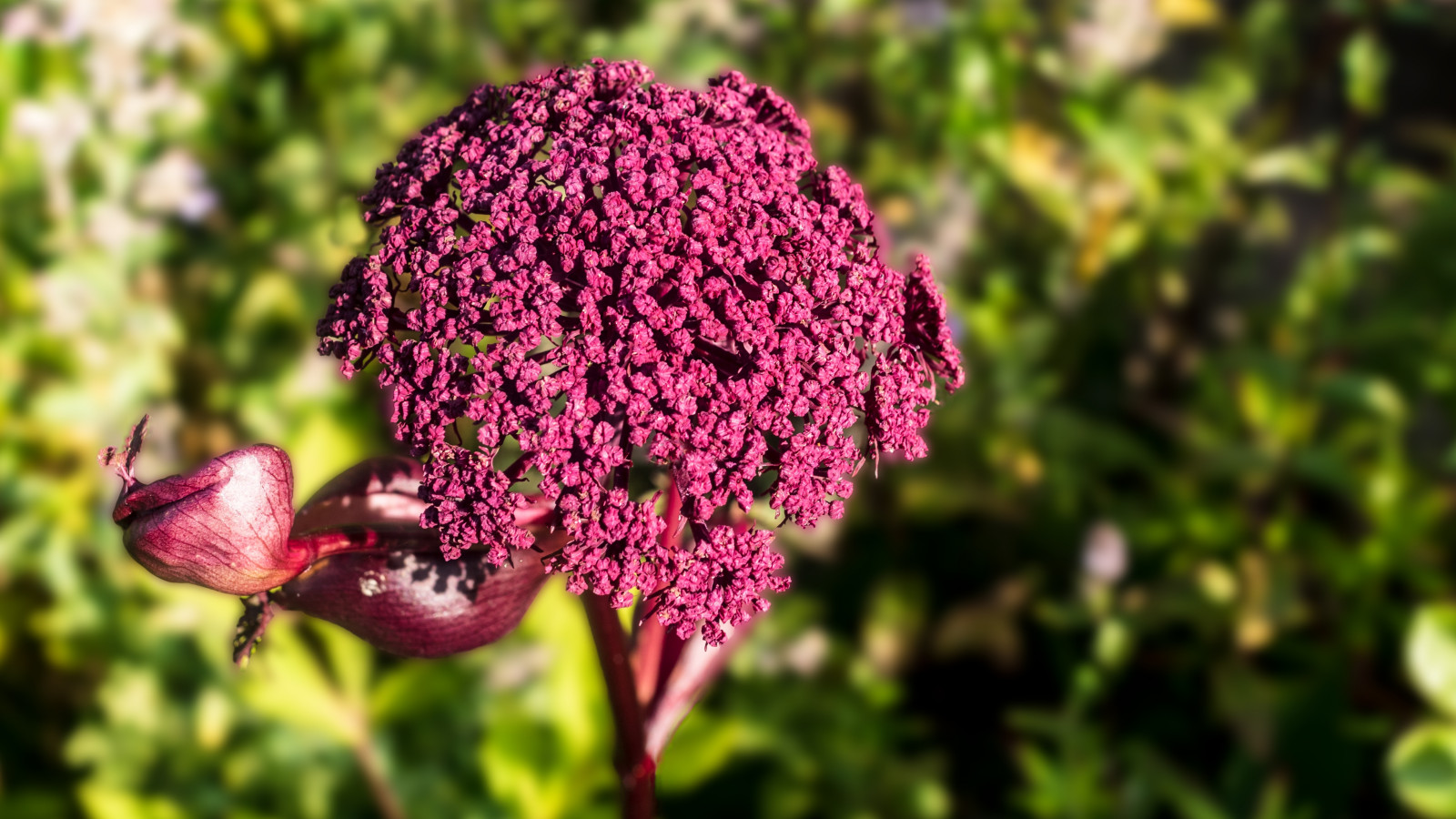 Arcydzięgiel olbrzymi