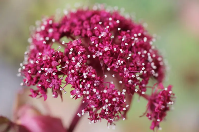 Arcydzięgiel olbrzymi (Angelica gigas) – kwiatostan