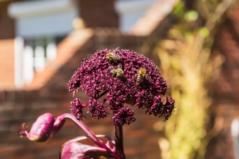 Arcydzięgiel olbrzymi (Angelica gigas) - owady zapylające na kwiatostanie