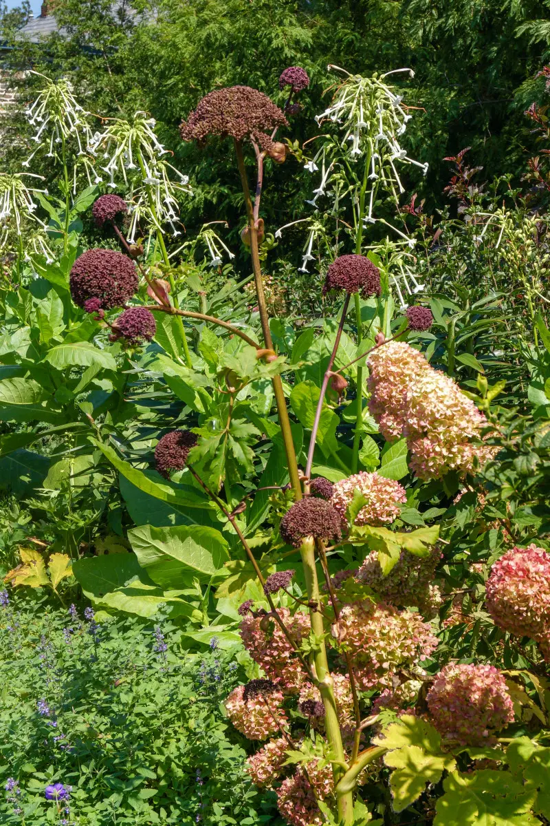 Arcydzięgiel olbrzymi (Angelica gigas)