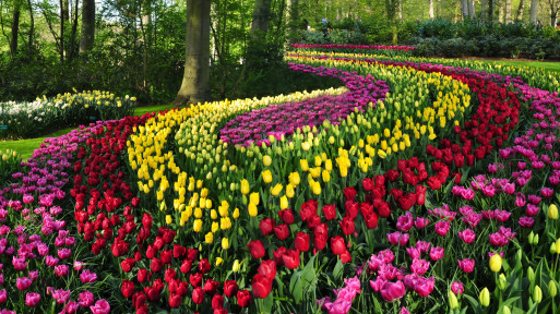 Pasy tulipanów jak z obrazu van Gogha? Pomysł na ogród jak z Keukenhof. Efekt WOW gwarantowany – wystarczy sadzić z rozmachem!