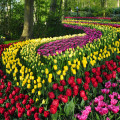 Pasy tulipanów jak z obrazu van Gogha? Pomysł na ogród jak z Keukenhof. Efekt WOW gwarantowany – wystarczy sadzić z rozmachem!