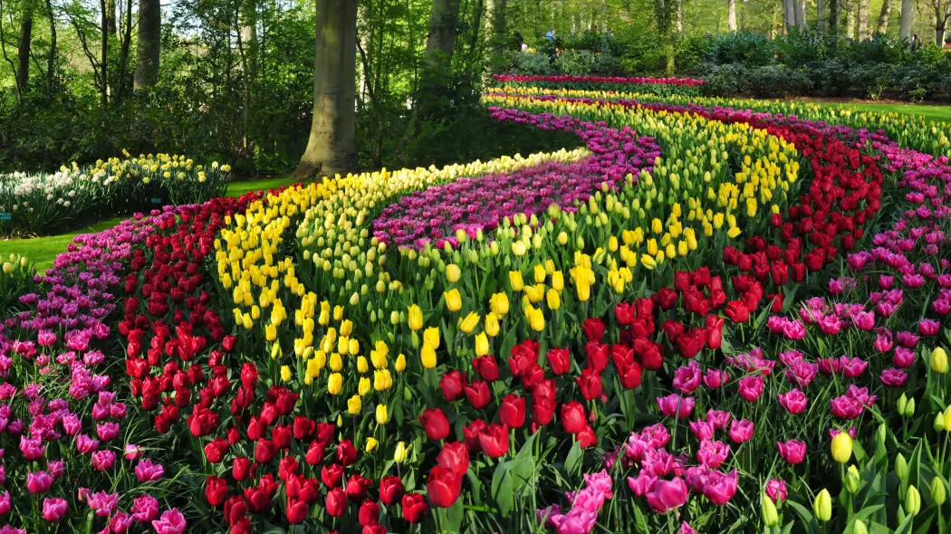 Tulipanowe pasy jak z obrazu van Gogha? Pomysł na ogród jak z Keukenhof