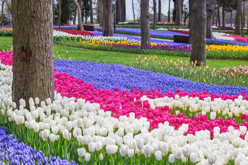 Nie sadź po trochu, sadź z rozmachem! Dlaczego tulipany najlepiej wyglądają w grupie?