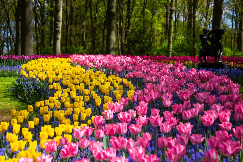Dlaczego Keukenhof inspiruje ogrodników na całym świecie? Stwórz podobny efekt u siebie