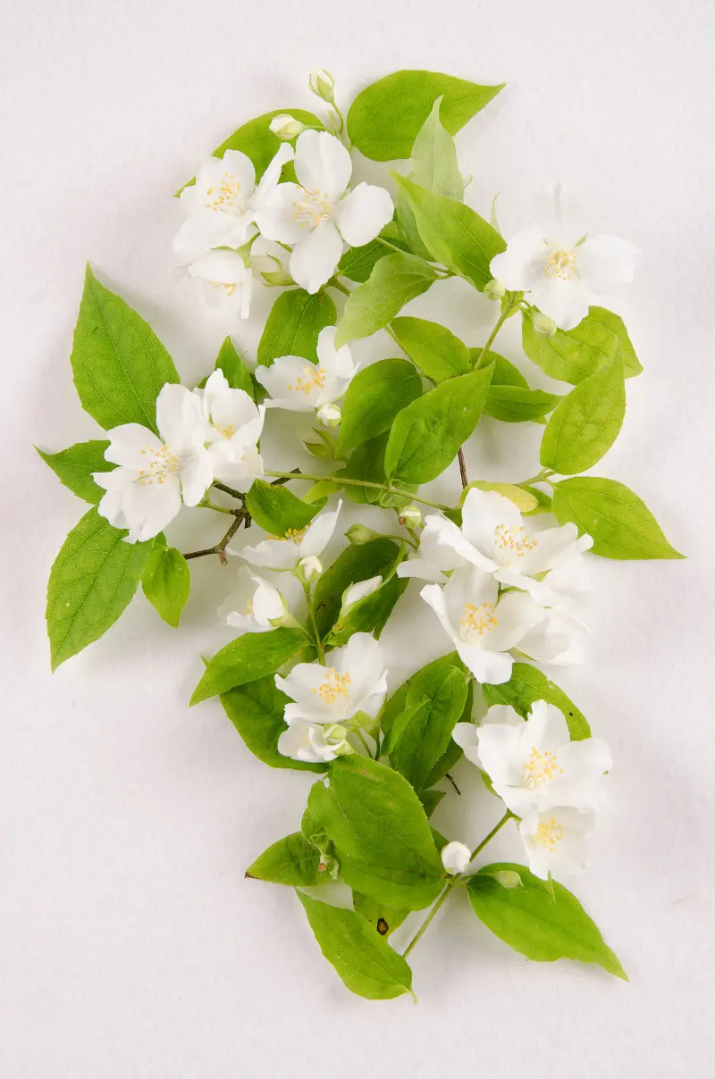 Jaśminowiec drobnolistny (Philadelphus microphyllus)