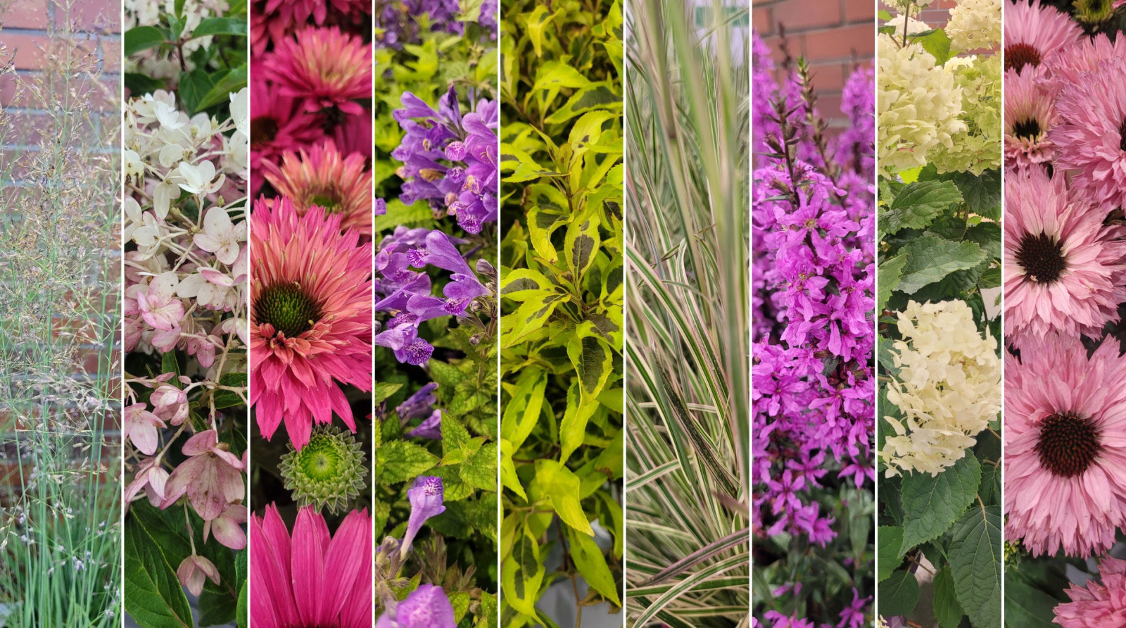 Nowe trendy ogrodowe na 2026 rok ogłoszone! Te odmiany wygrały Konkurs Roślinnych Nowości 2025