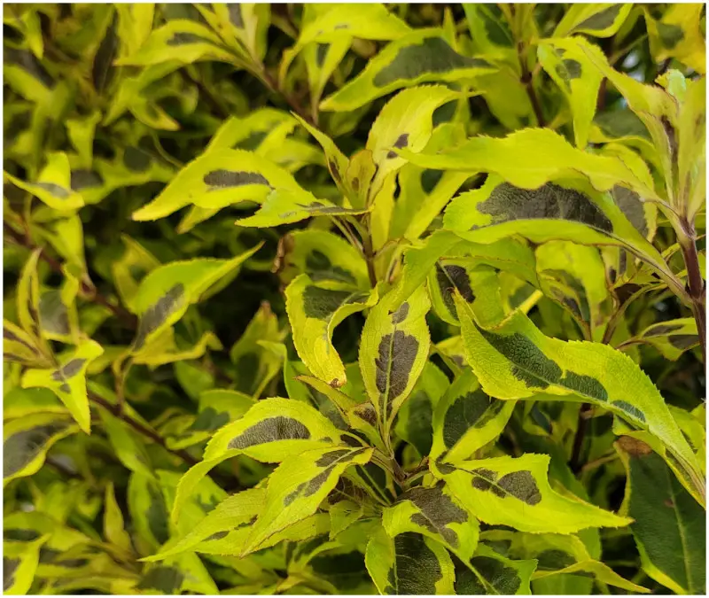 Weigela florida BUBBLY WINE