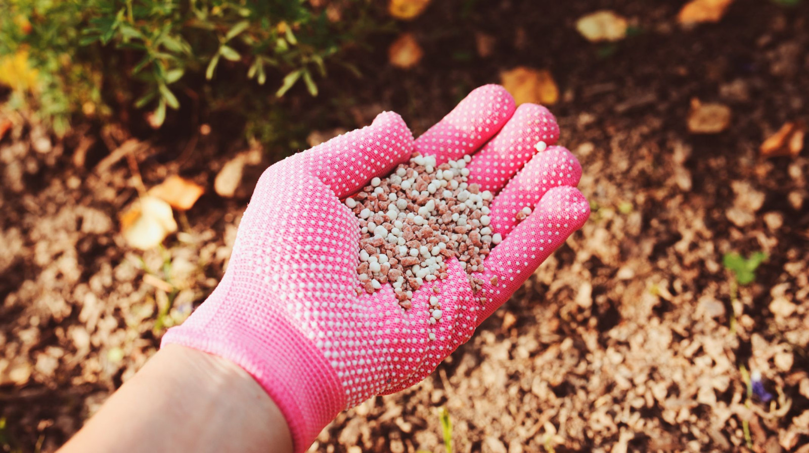 Nawożenie we wrześniu. Jak i czym zasilać rośliny na przełomie lata i jesieni?