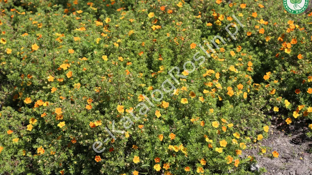 Pięciornik krzewiasty (Potentilla fruticosa) 'Tangerine'