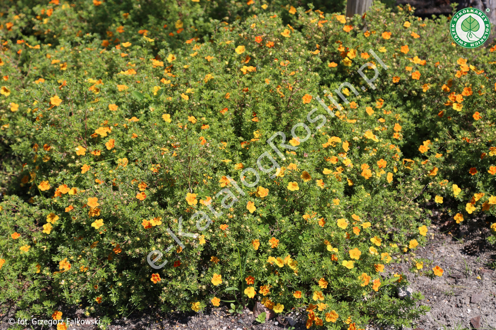 Pięciornik krzewiasty 'Tangerine'