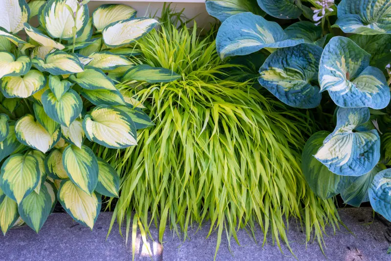 Hakonechloa smukła - trawa do cienia i półcienia