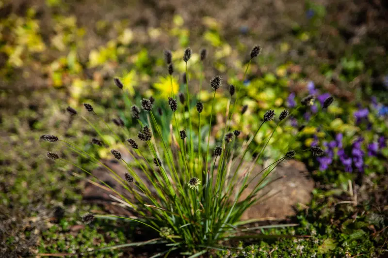 Sesleria lśniąca - trawa ozdobna do cienia i półcienia