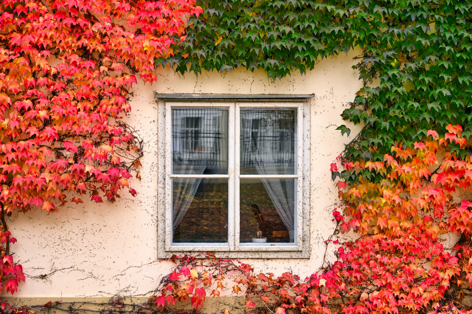 Pnącza na ścianie budynku. Czy pnącza niszczą tynk i mur?