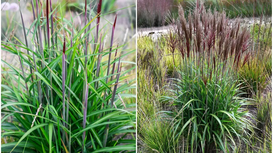 miskant chiński (Miscanthus sinensis) ‘Piccolo Rubino’ PBR