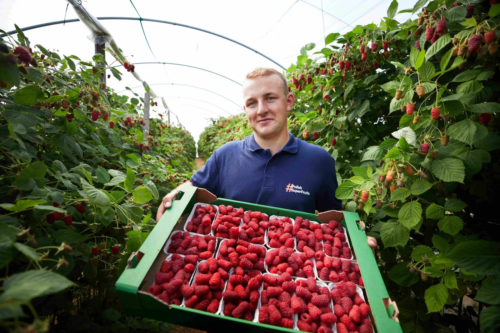 Maliny biją rekordy popularności! Za co je tak lubimy?