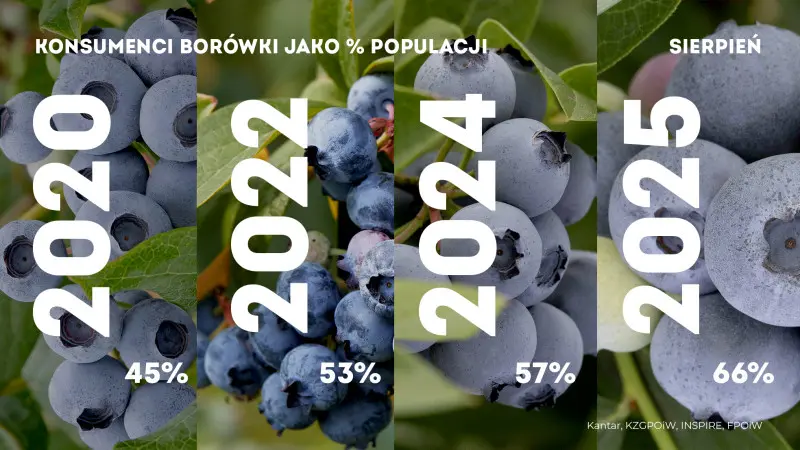 Borówek jemy więcej i więcej