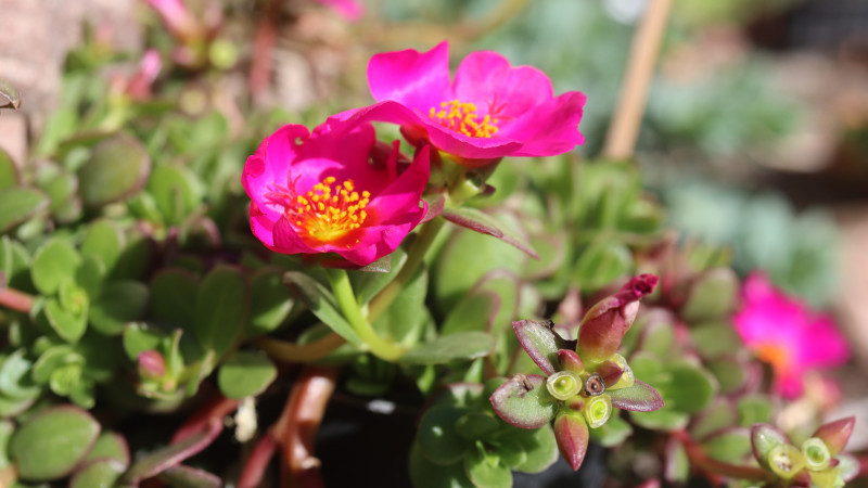 Portulaca umbraticola – zbliżenie: intensywnie różowe kwiaty z żółtymi pręcikami, grube liście i czerwone pędy; idealna na balkon, skrzynki i skalniak.
