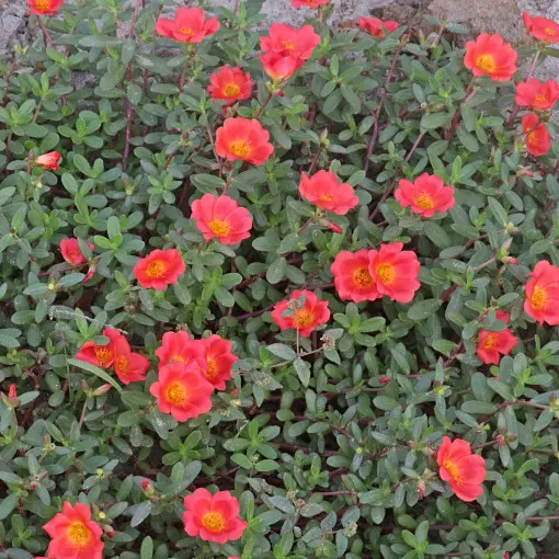 Portulaka umbraticola / Portulaka zwisająca