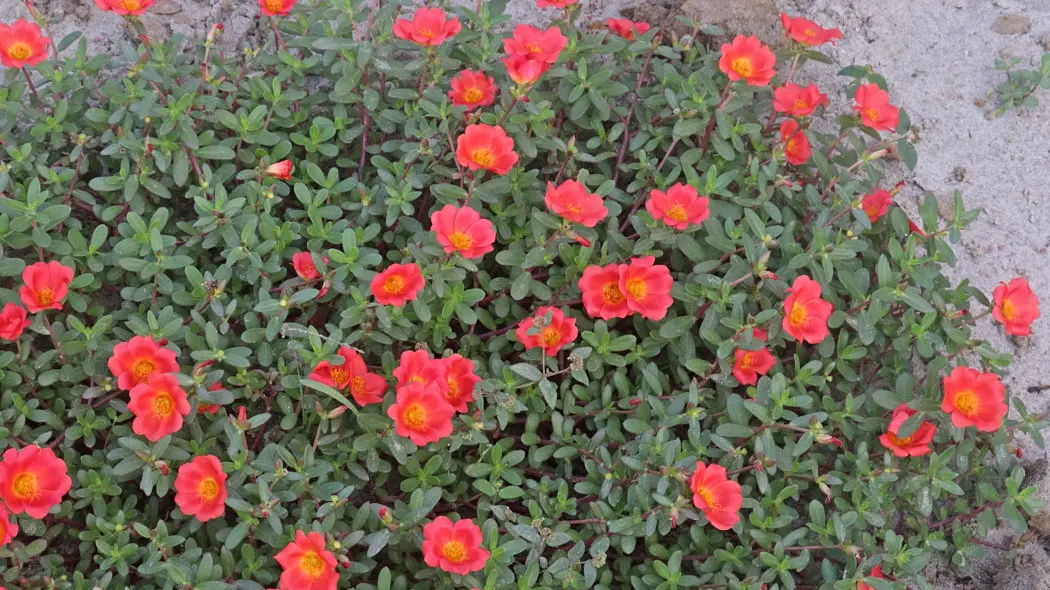 Portulaka umbraticola (Portulaca umbraticola) - na rabacie