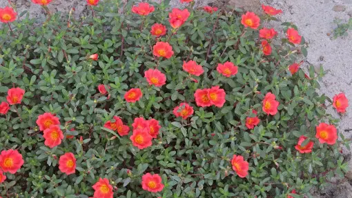 Portulaka umbraticola / Portulaka zwisająca