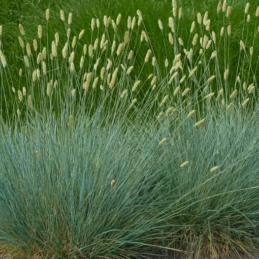 Sesleria lśniąca