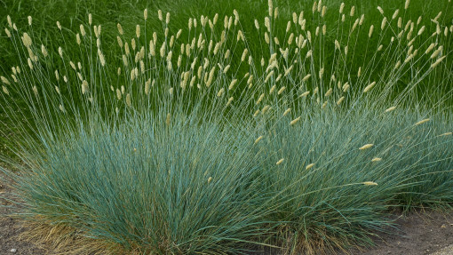 Sesleria lśniąca