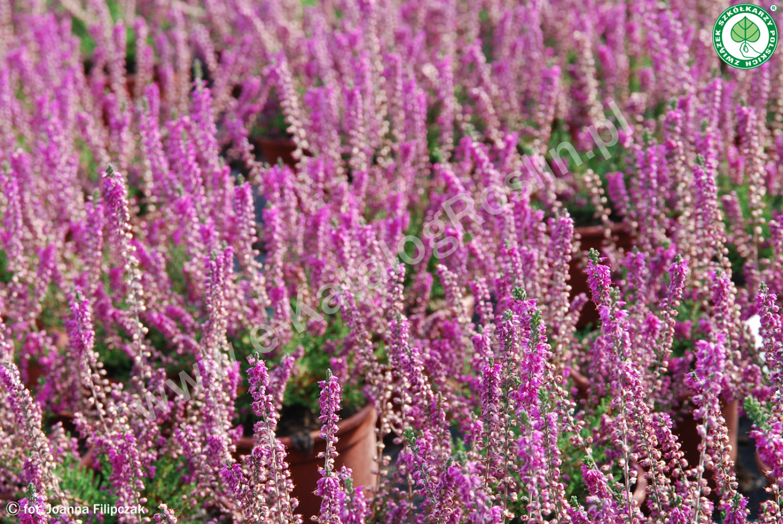 Wrzos pospolity 'Allegro'