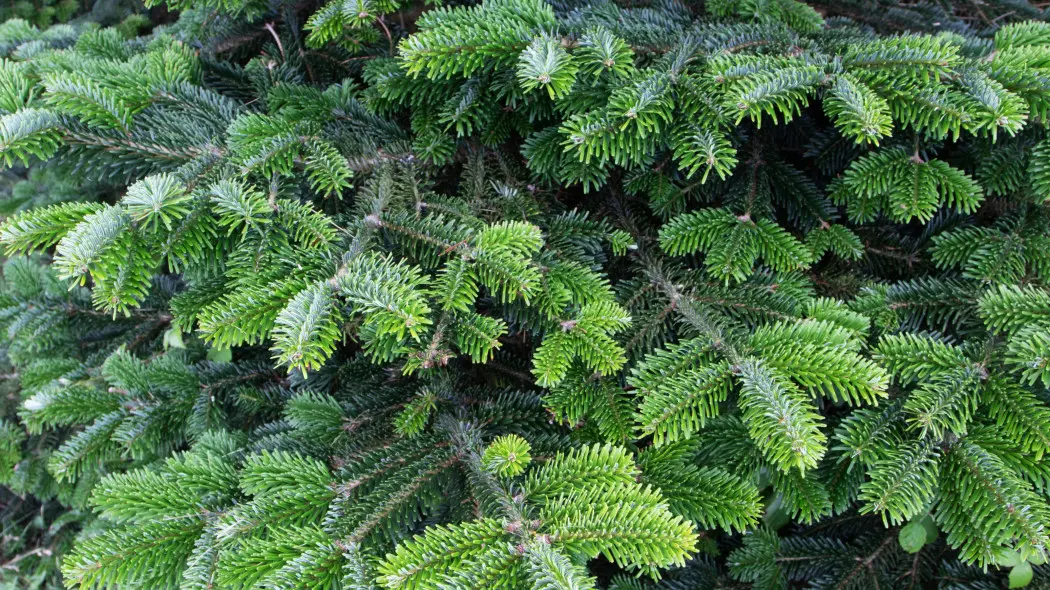 Jodła Frasera (Abies fraseri)