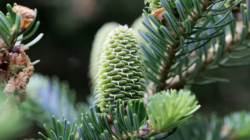 Jodła Frasera (Abies fraseri) - młoda, zielona szyszka stojąca pionowo wśród błyszczących, ciemnozielonych igieł.