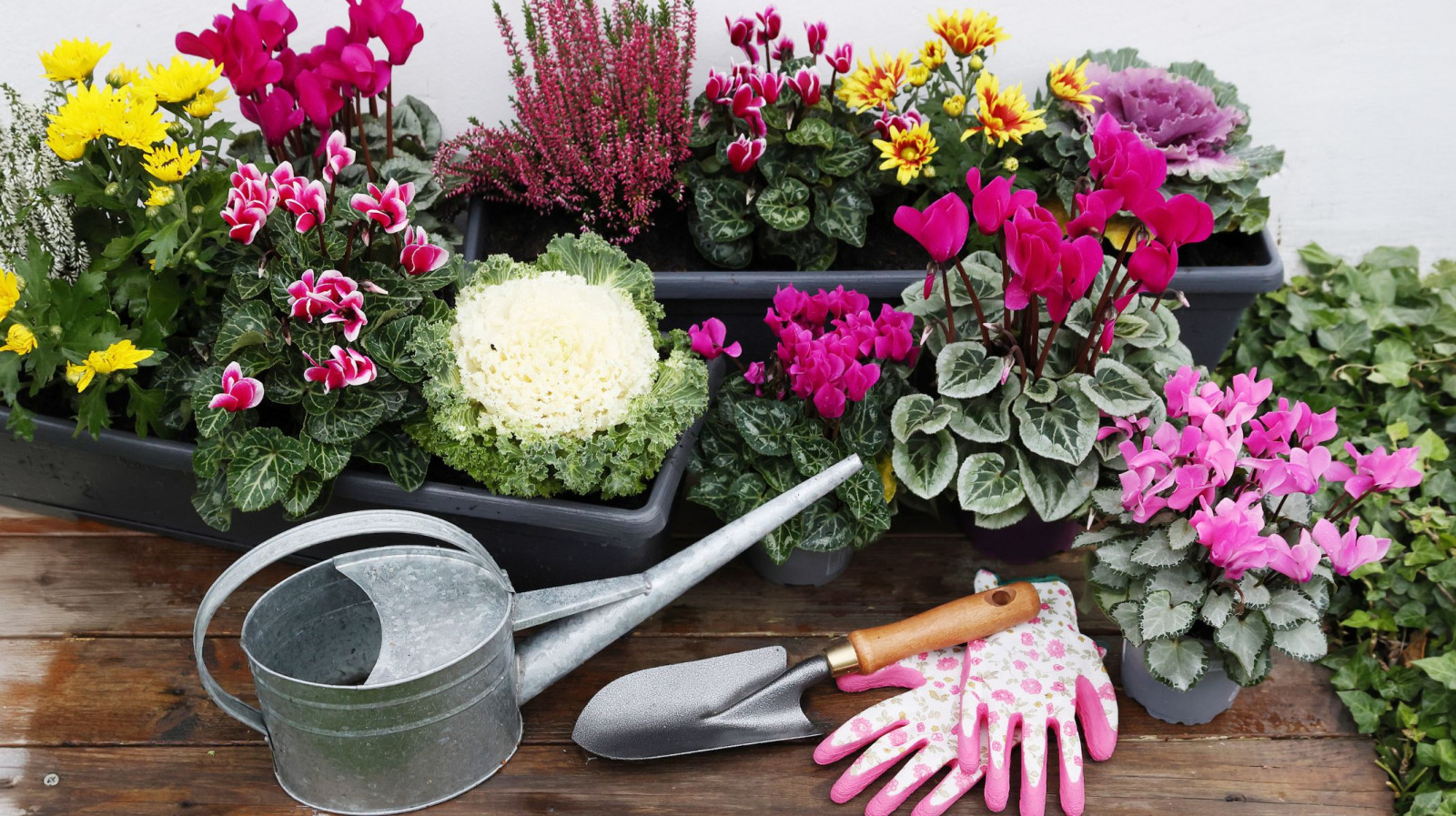 Jesienne rośliny do donic, które pięknie wyglądają aż do mrozów