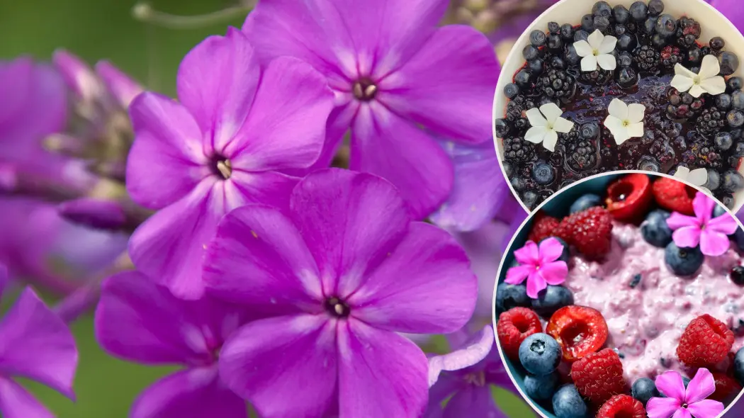 Dania z kwiatami floksów wiechowatych