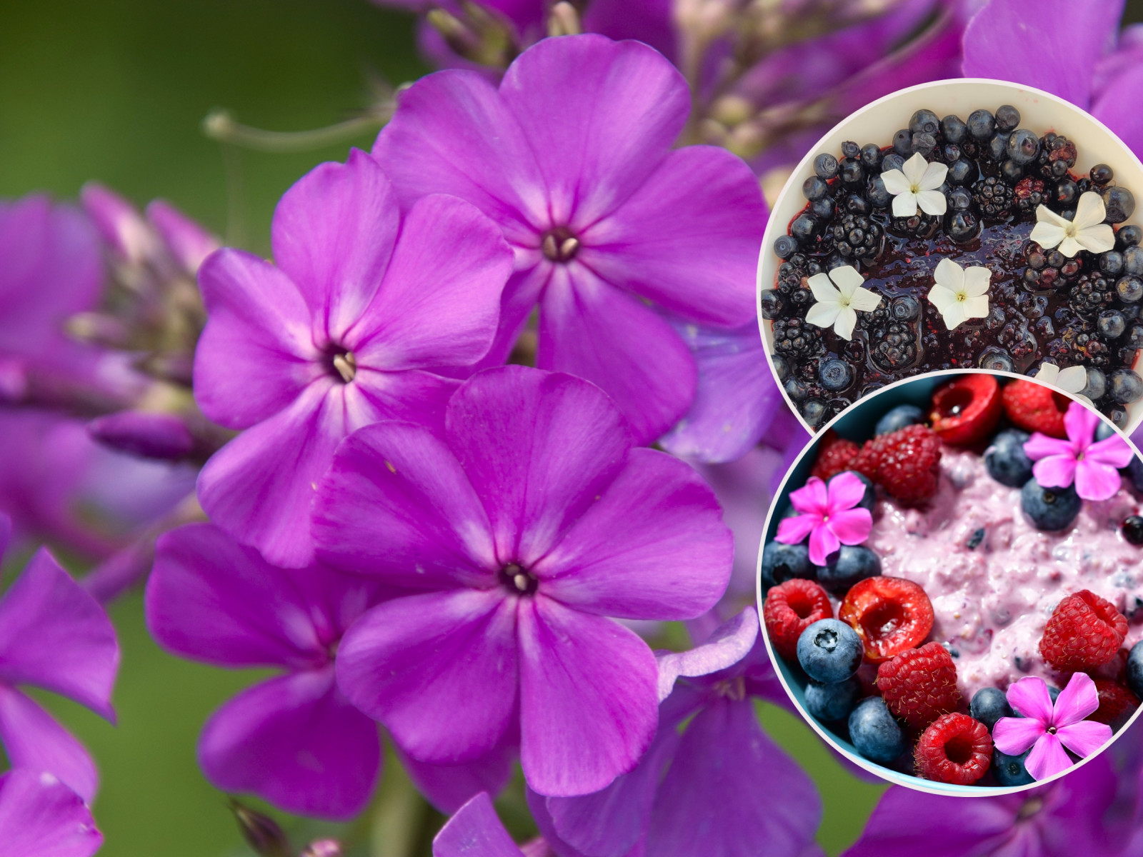 Aromatyczne płomienie. Przepisy z kwiatami floksów