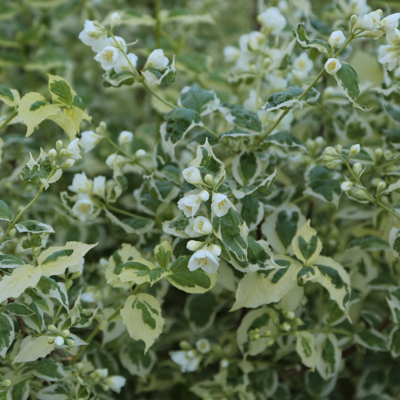 Jaśminowiec 'Variegatus'