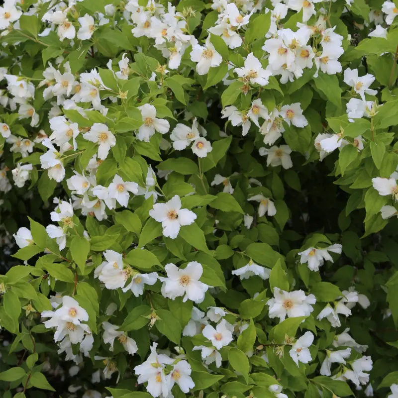 Jaśminowiec 'Belle Etoille'