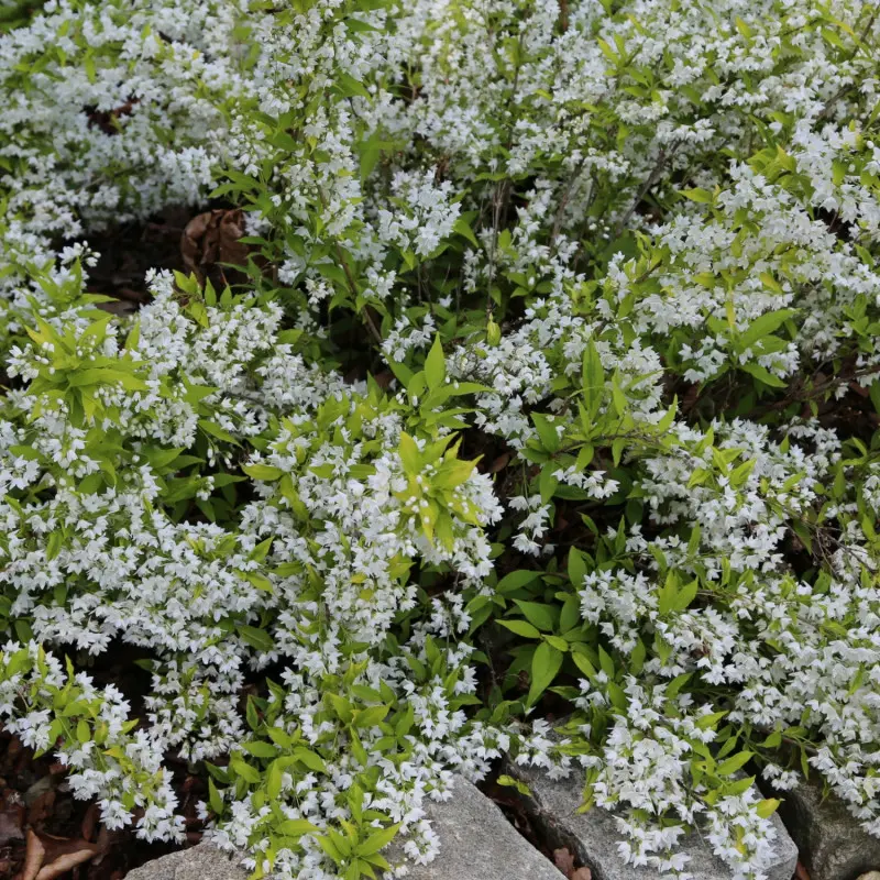 Żylistek wysmukły 'Variegata'