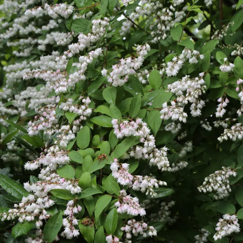 Żylistek 'Pride of Rochester'