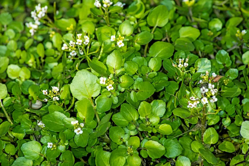 Pstrolistka sercowata