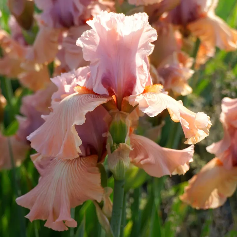 Kosaciec bródkowy (Iris x germanica) 'Bella Tati'