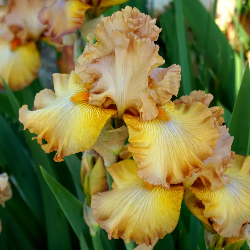 Kosaciec bródkowy (Iris x germanica) 'Tea Break'