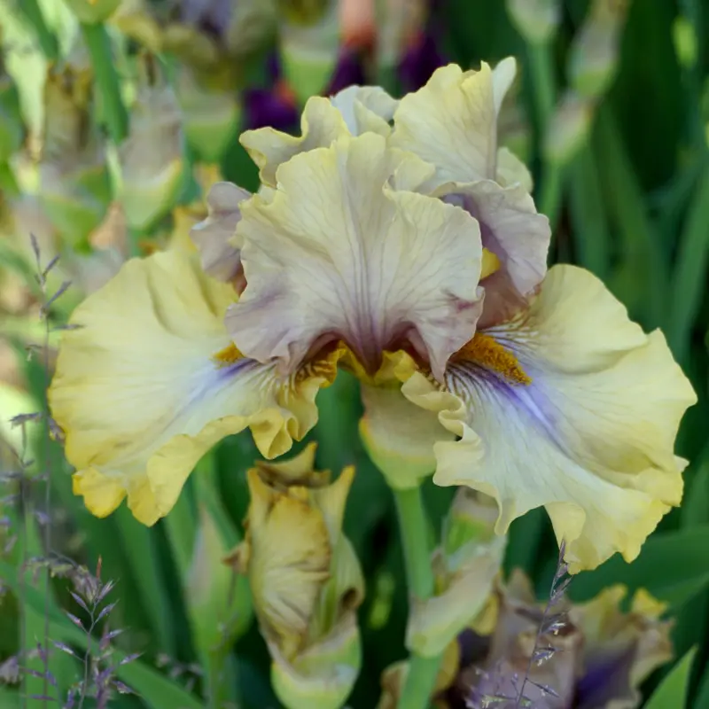 Kosaciec bródkowy (Iris x germanica) 'Menthol Atmosphere'