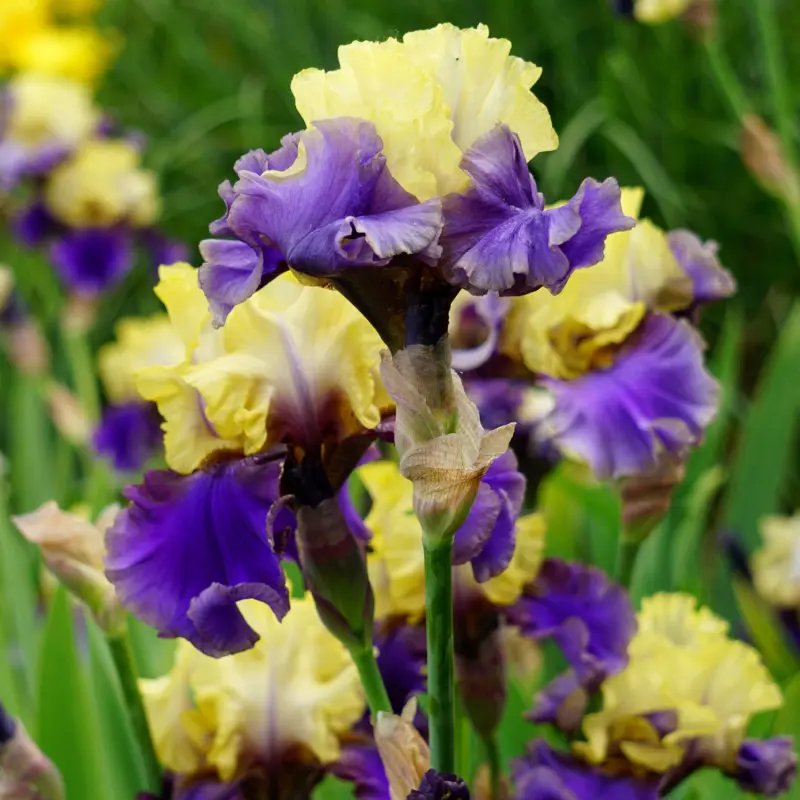 Kosaciec bródkowy (Iris x germanica) 'Kapitańskie Tango'