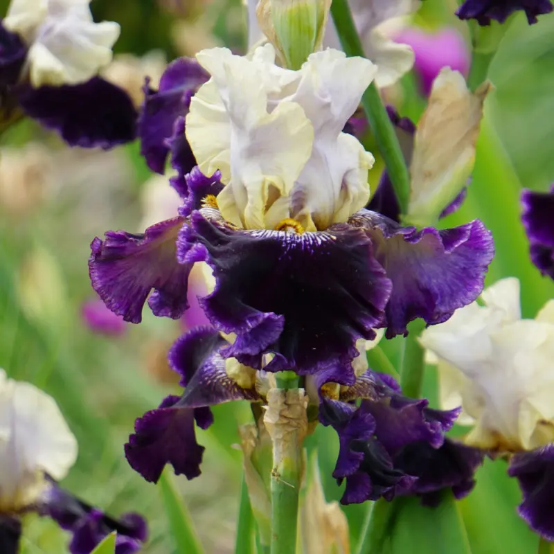 Kosaciec bródkowy (Iris x germanica) 'Ozdoba Ogrodu' 
