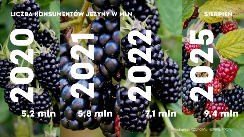 Jeżynowy boom w Polsce – miliony nowych konsumentów w ostatnich latach