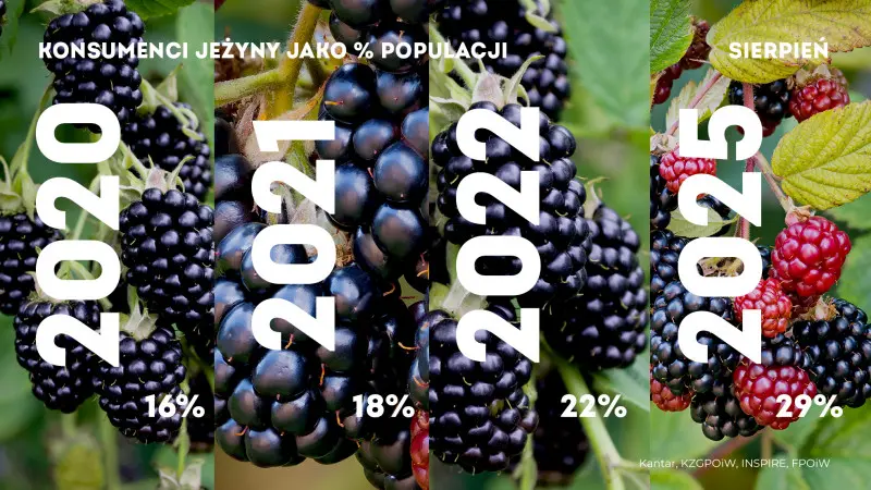 Dlaczego Polacy pokochali jeżyny? Powodów jest więcej, niż myślisz